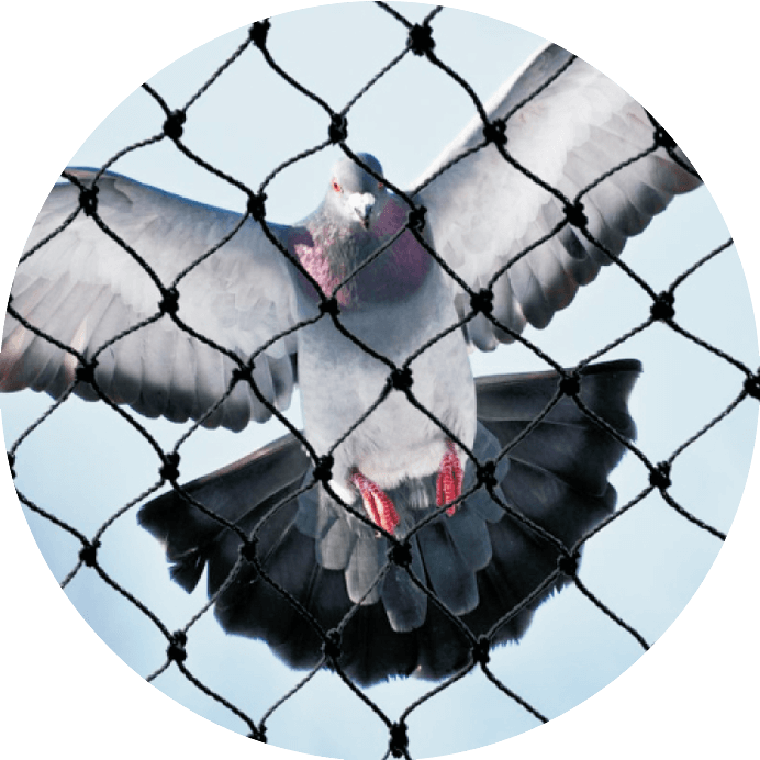 anti-bird netting